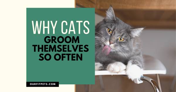 Why Cats Groom Themselves So Often