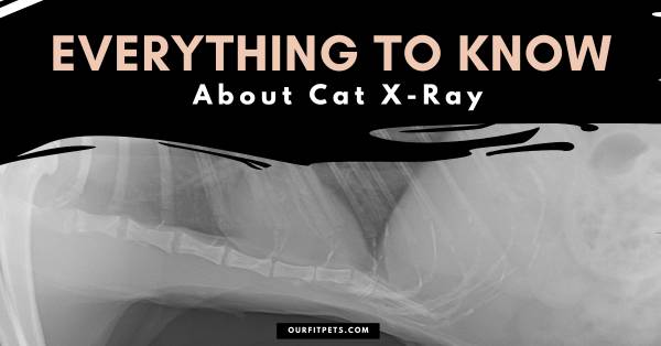 Everything to Know about Cat X-Ray