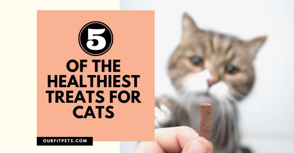 5 Of The Healthiest Treats For Cats