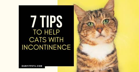 7 Tips to Help Cats with Incontinence