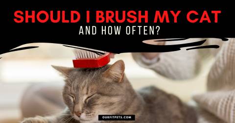 Should I Brush my Cat and How Often?