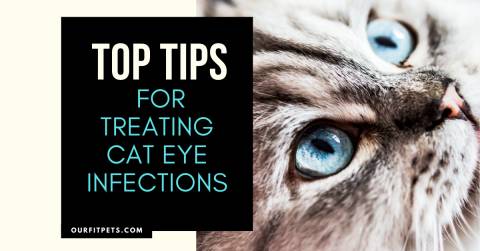 Top Tips for Treating Cat Eye Infections
