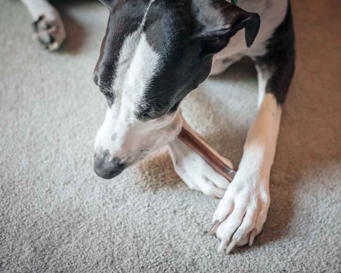 How to Choose the Right Bully Sticks for Training Your Dogs