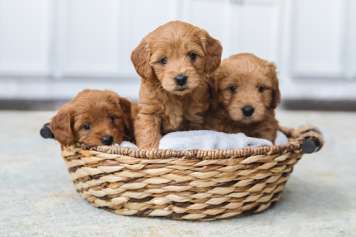 When Is A Goldendoodle Full Grown?