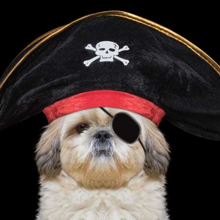 50 Pirate Dog Names