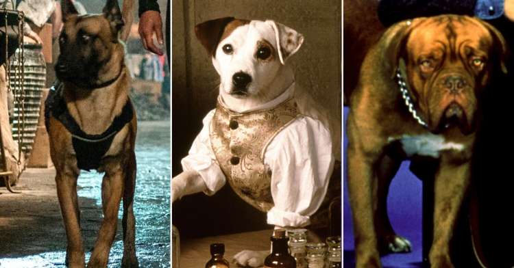 50 TV Shows Inspired Dog Names
