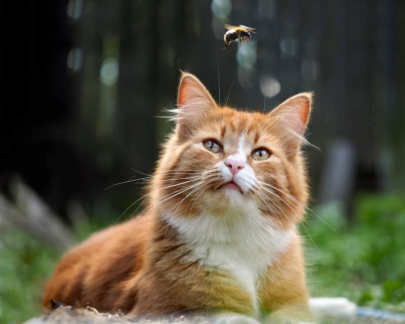 My Cat Ate a Fly Will He Get Sick?