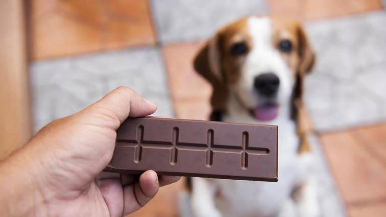 50 Dog Names Meaning Chocolate