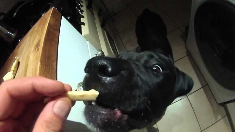 My Dog Ate Butter Will He Get Sick?