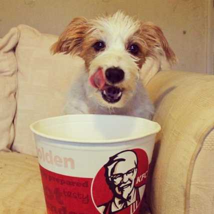 My Dog Ate KFC Chicken Bones Will He Get Sick?