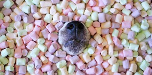 My Dog Ate Marshmallows Will He Get Sick?