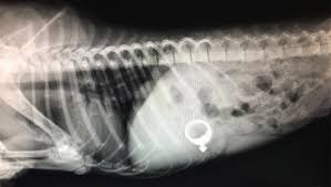 My Dog Ate a Ring What Should I Do?