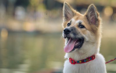 50 Dog Names Meaning Affectionate