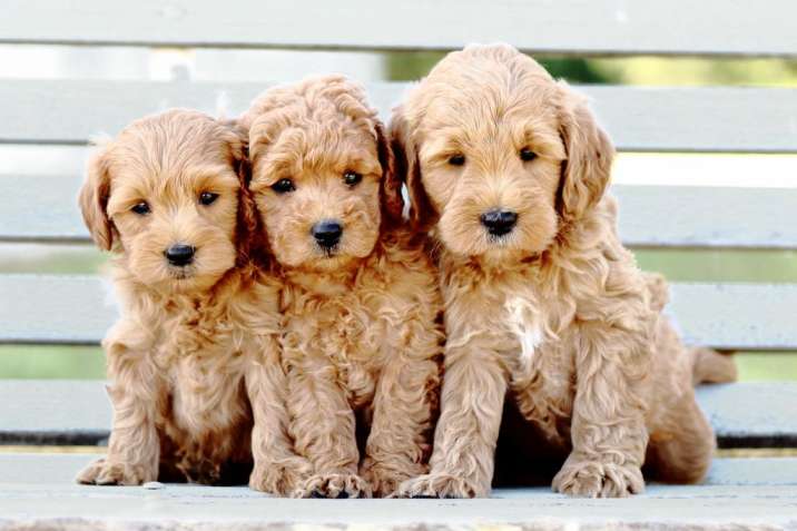 Top Rescue Goldendoodles For Adoption