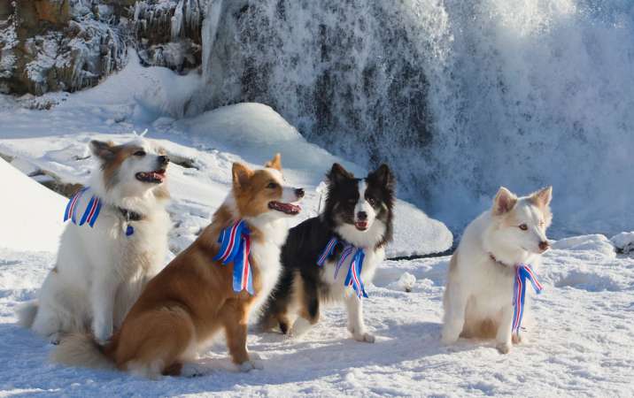 50 Icelandic Dog Names and Their Meaning
