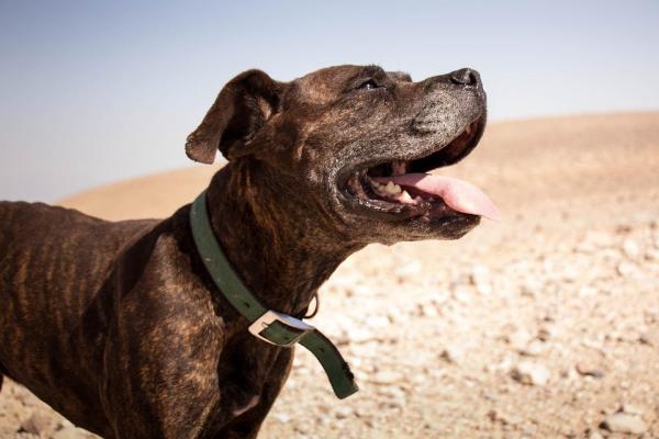 50 Islamic Dog Names and Their Meaning
