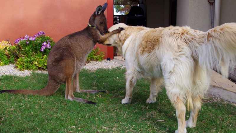 Are Kangaroos Good Pets?