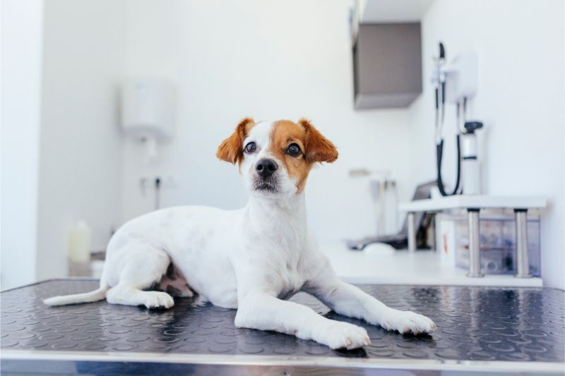 Regular Check-Ups For Your Pet: A Must