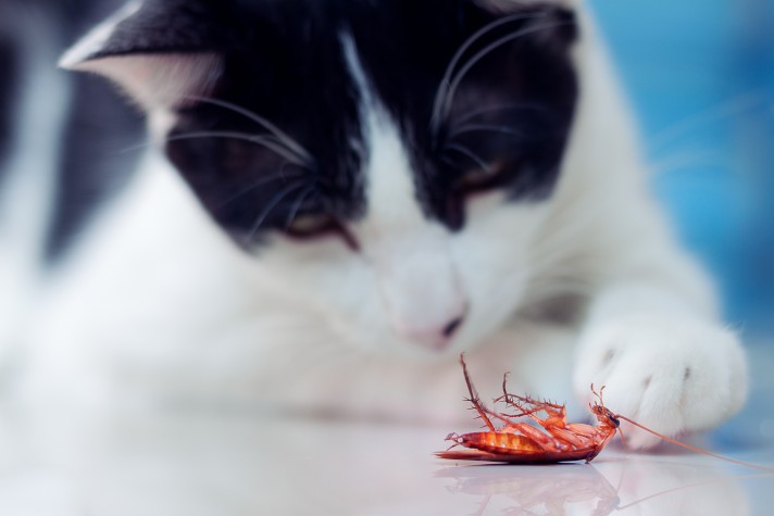 Cat Ate a Cockroach