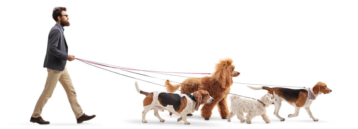 Are Dog Walkers Truly Worth The Money?