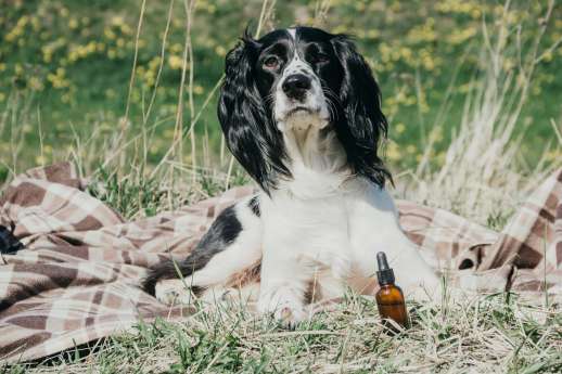 9 Things To Know When Using CBD For Your Pet