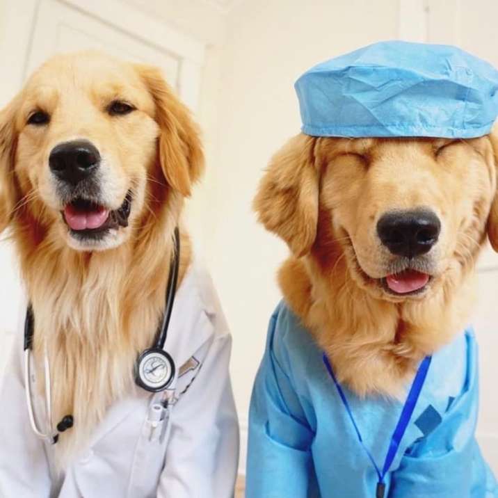 50 Medicine Inspired Dog Names