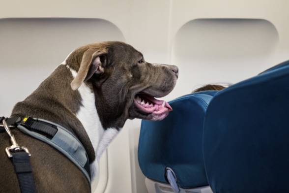 New DOT Regulations Affect Plane Travel for Support Animals
