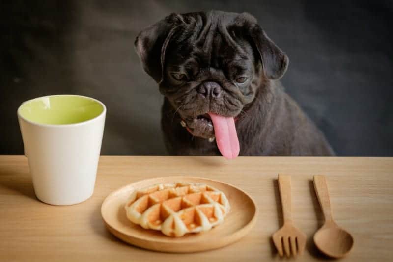 My Dog Ate a Waffle Will He Get Sick?