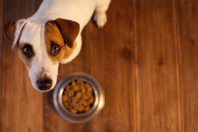 Wondering Why Your Dog Isn’t Eating? Here Are Some Reasons Why They Might Have Lost Their Appetite