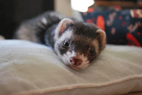 My Ferret Ate a Cockroach Will He Get Sick?