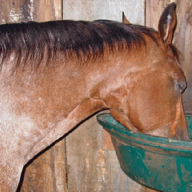 My Horse Ate Moldy Grain Will He Get Sick?