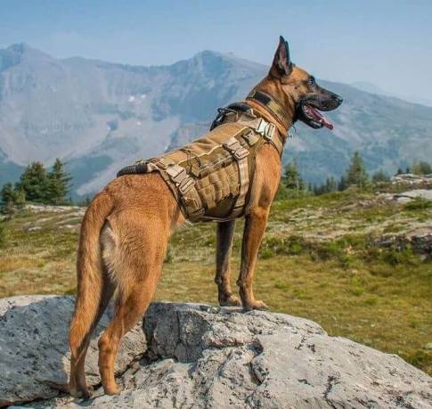 50 Military Dog Names and Their Meaning