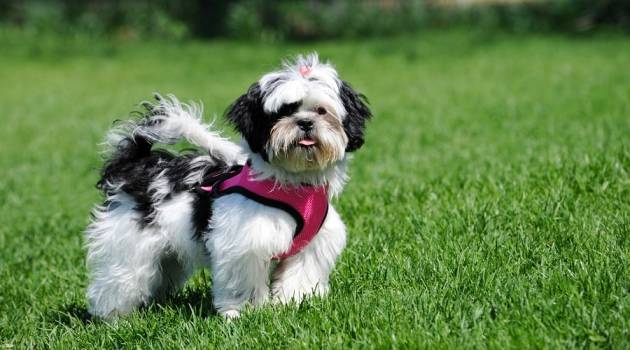All you need to know about Shih Tzu