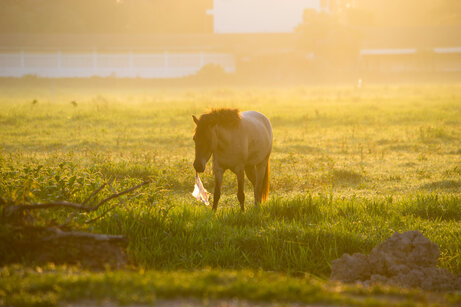 My Horse Ate a Plastic Bag What Should I Do? (Reviewed by Vet)