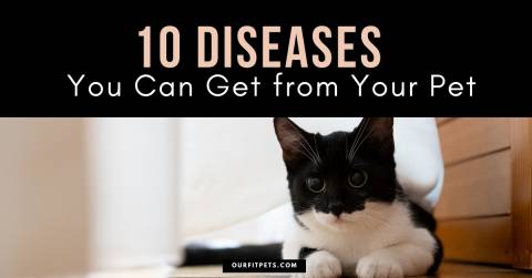 10 Diseases You Can Get from Your Pet