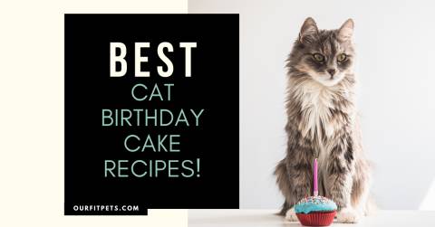 Best Cat Birthday Cake Recipes!