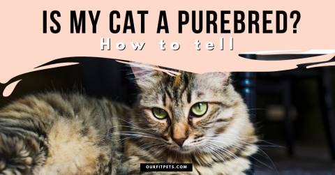 Is My Cat A Purebred? How to tell