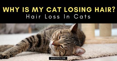 Why Is My Cat Losing Hair? Hair Loss In Cats