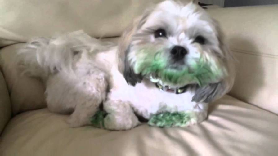 My Dog Ate Food Coloring Will He Get Sick?