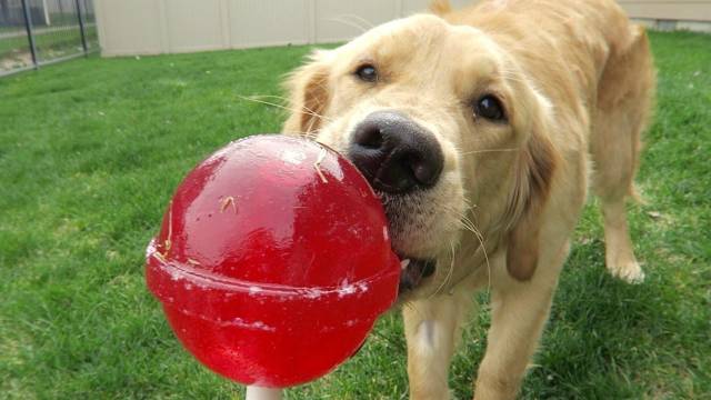 Dog Ate a Lollipop