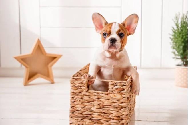 How To Care For French Bulldogs