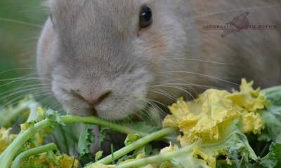 My Rabbit Ate Mustard Greens Will He Get Sick?
