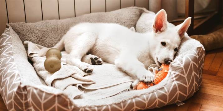 How to Pick the Best Bed for Your Pet