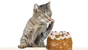 cat ate cake