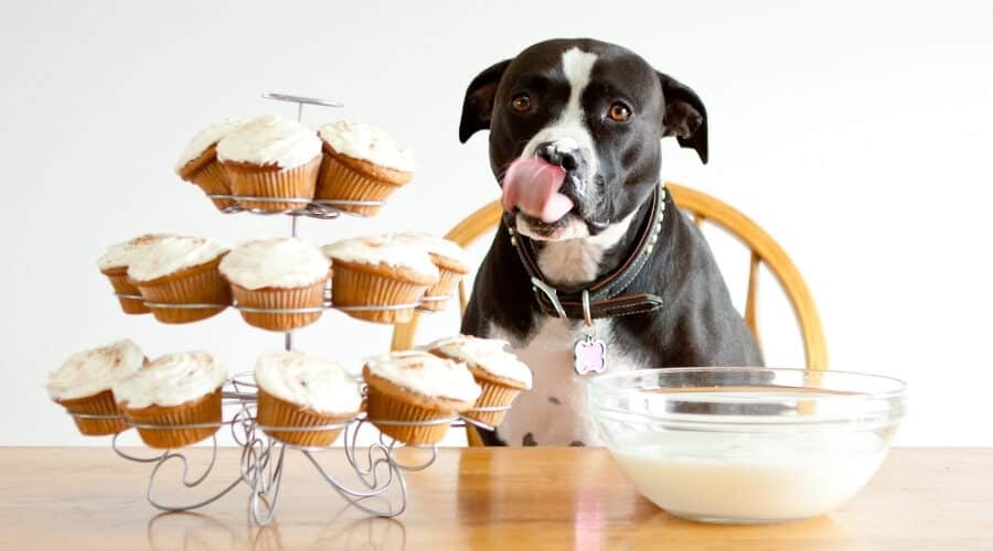 My Dog Ate Cupcake Wrapper What Should I Do? (Reviewed by Vet)