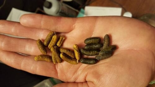 dog ate guinea pig poo