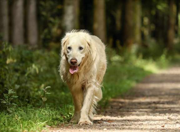 7 Effective Ways to Exercise Your Older Dog