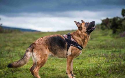 All About the German Shepherd Dog Breed