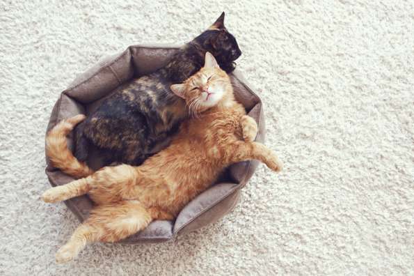 Wondering What You Need For Your New Cat? Here’s Where To Start