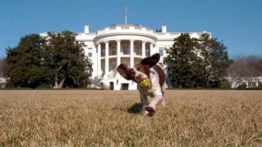 50 Presidential Dog Names